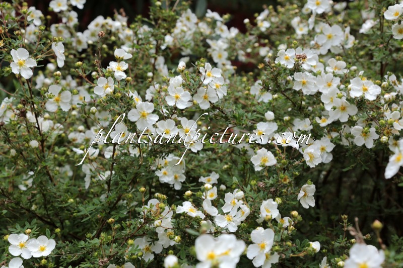 Potentilla fruticosa ‘Abbotswood’