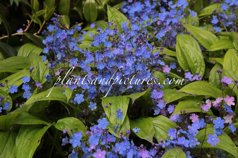 Omphalodes cappadocica ‘Cherry Ingram’