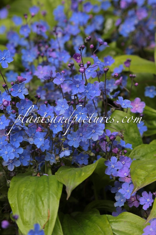 Omphalodes cappadocica ‘Cherry Ingram’