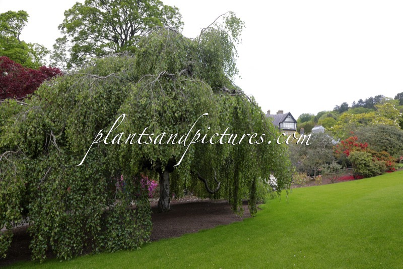 Betula pendula ‘Youngii’