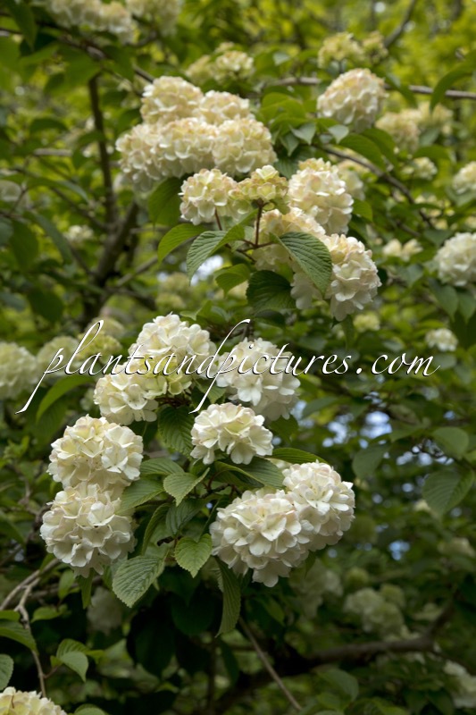 Viburnum plicatum ‘Grandiflorum’