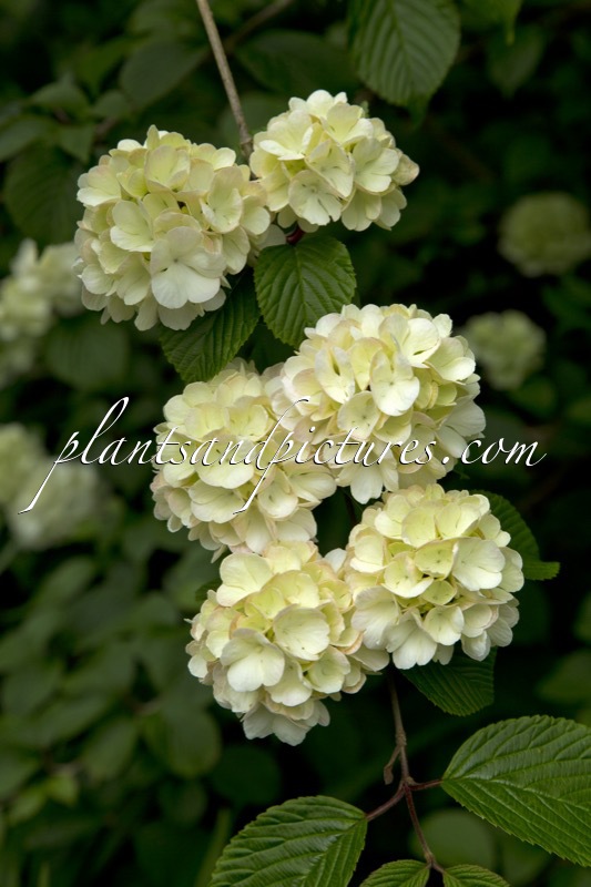Viburnum plicatum ‘Grandiflorum’
