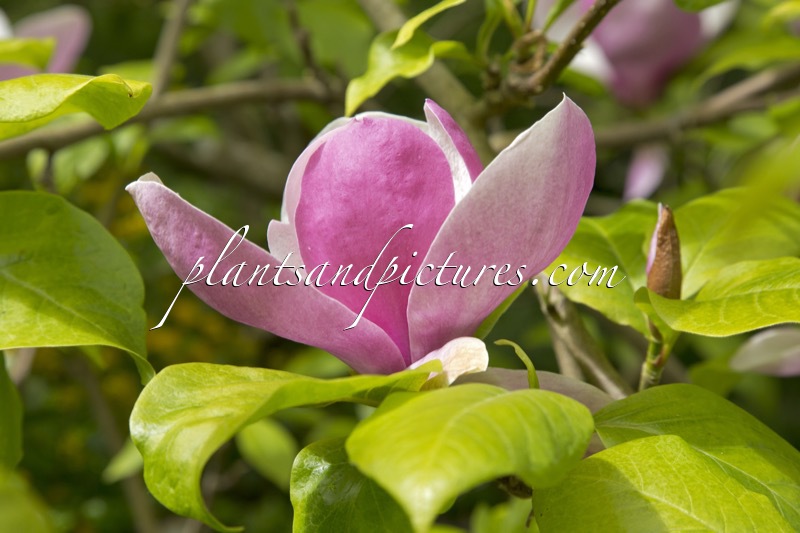 Magnolia soulangeana ‘Lennei’