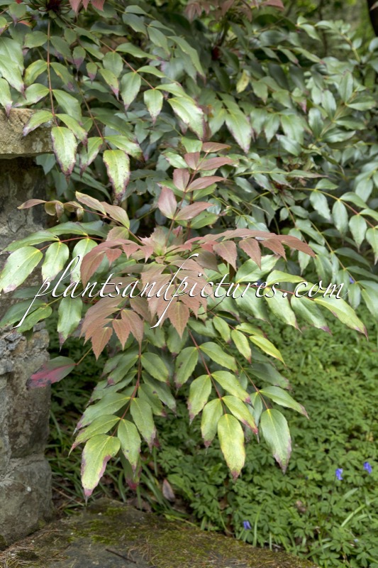 Mahonia savilliana