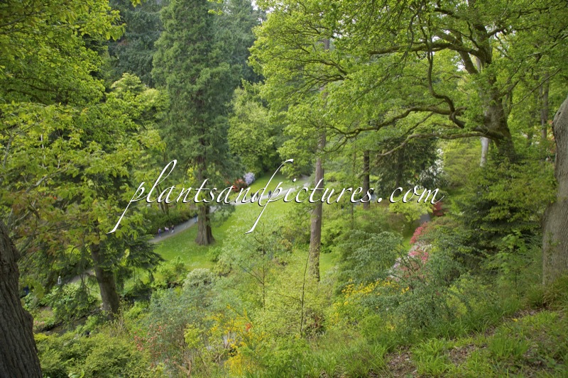 Bodnant Garden
