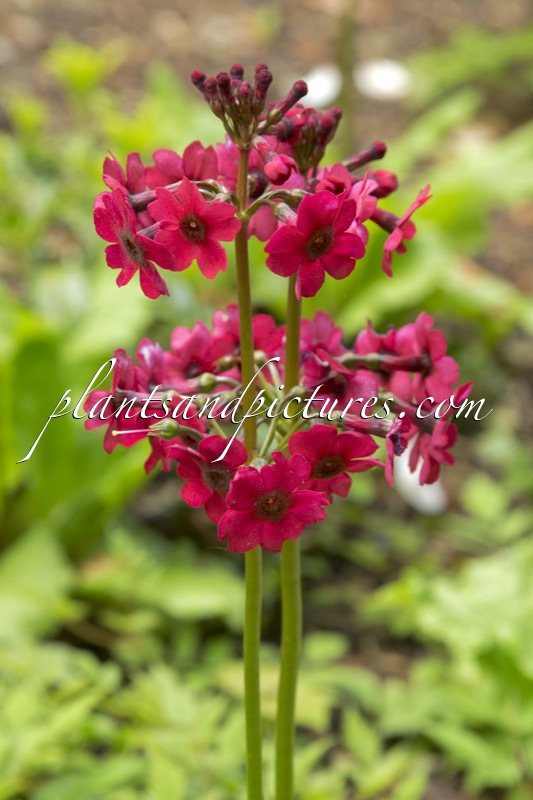 Primula japonica ‘Miller’s Crimson’