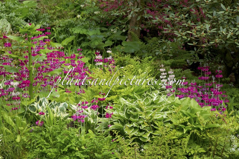 Primula japonica (+Hosta)