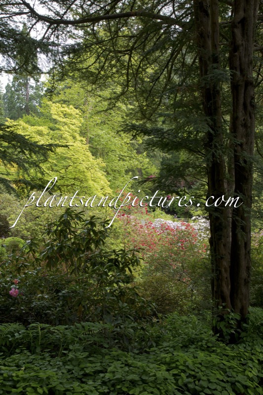 Bodnant Garden