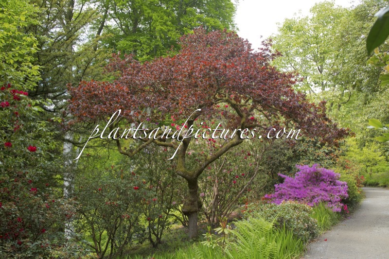 Quercus robur ‘Atropurpurea’