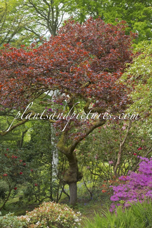 Quercus robur ‘Atropurpurea’