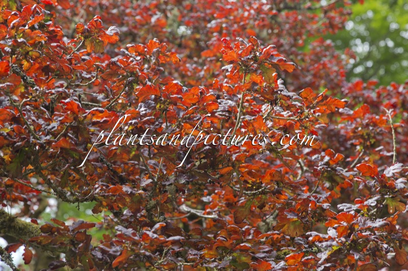 Quercus robur ‘Atropurpurea’
