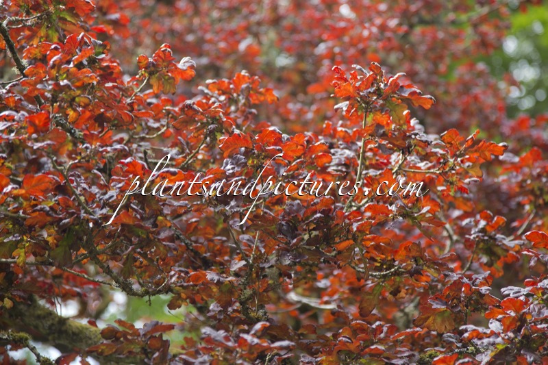 Quercus robur ‘Atropurpurea’