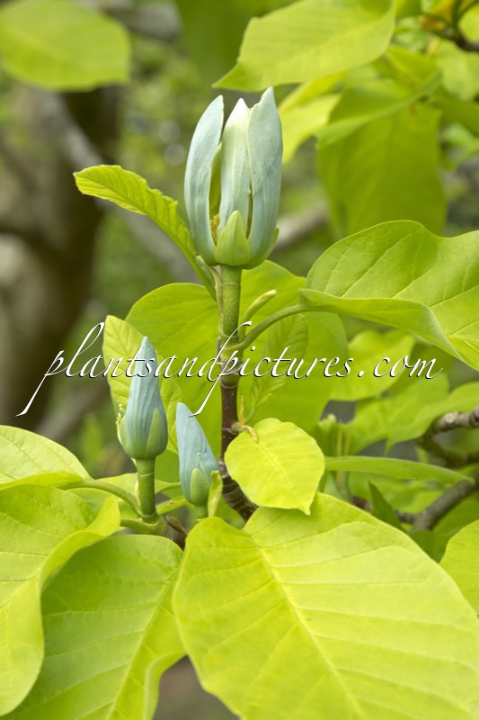 Magnolia acuminata