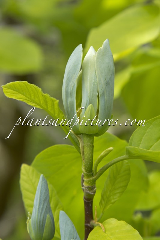 Magnolia acuminata