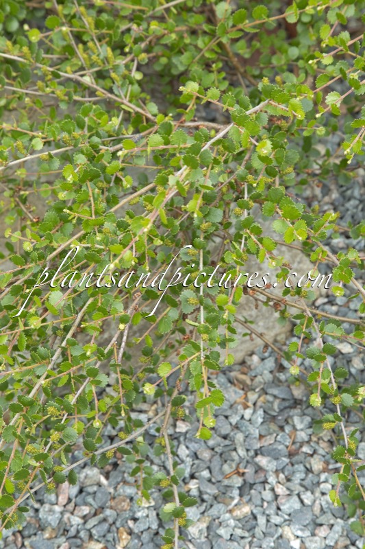 Betula nana ‘Glencarry’