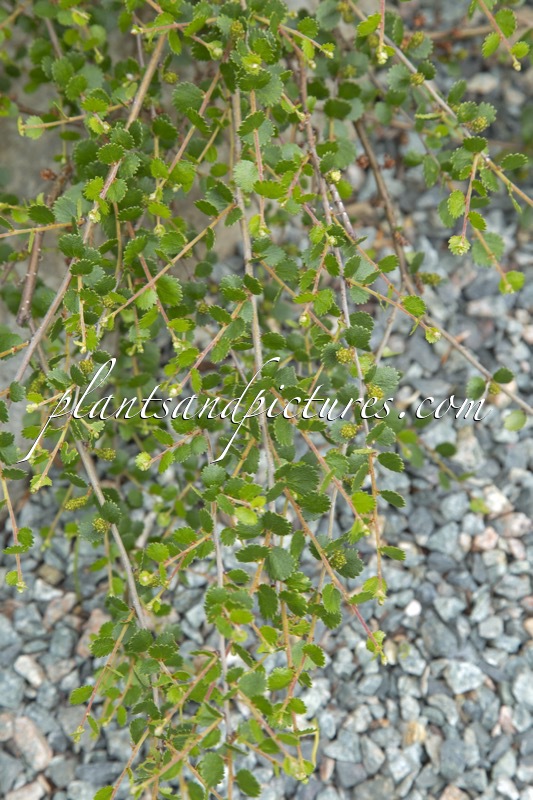 Betula nana ‘Glencarry’