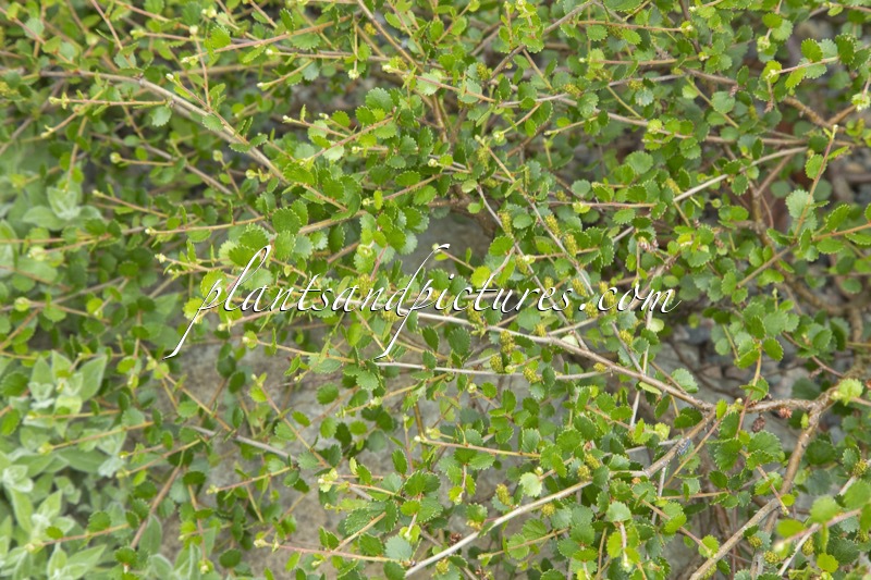 Betula nana ‘Glencarry’