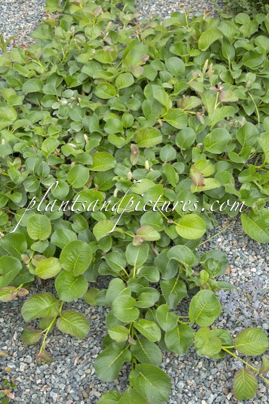 Salix nakamurana var. yezoalpina