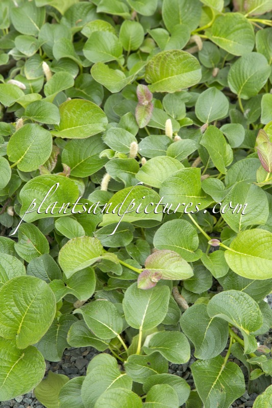 Salix nakamurana var. yezoalpina