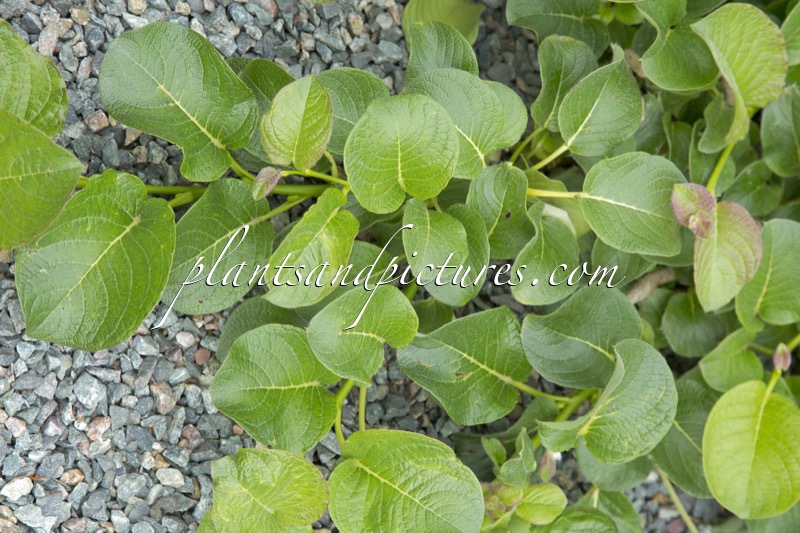 Salix nakamurana var. yezoalpina