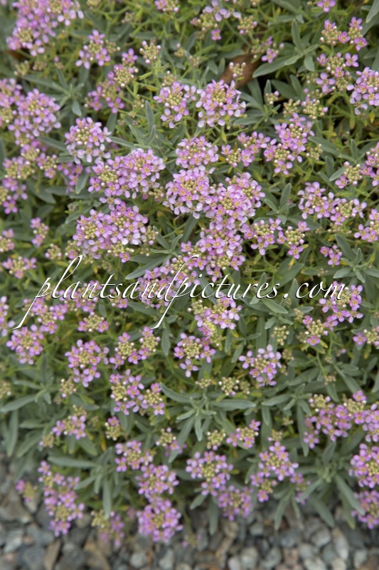 Ptilotrichum spinosum ‘Roseum’