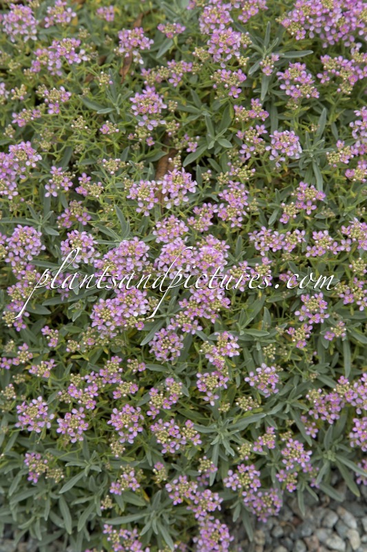 Ptilotrichum spinosum ‘Roseum’