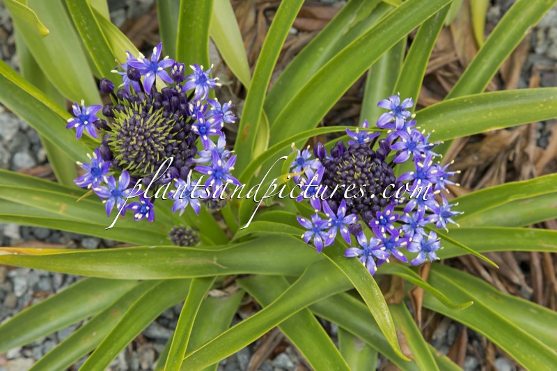 Scilla peruviana