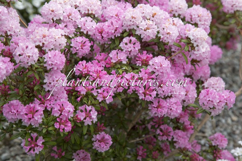 Rhododendron trichostomum