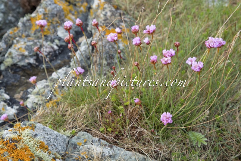 Armeria maritima