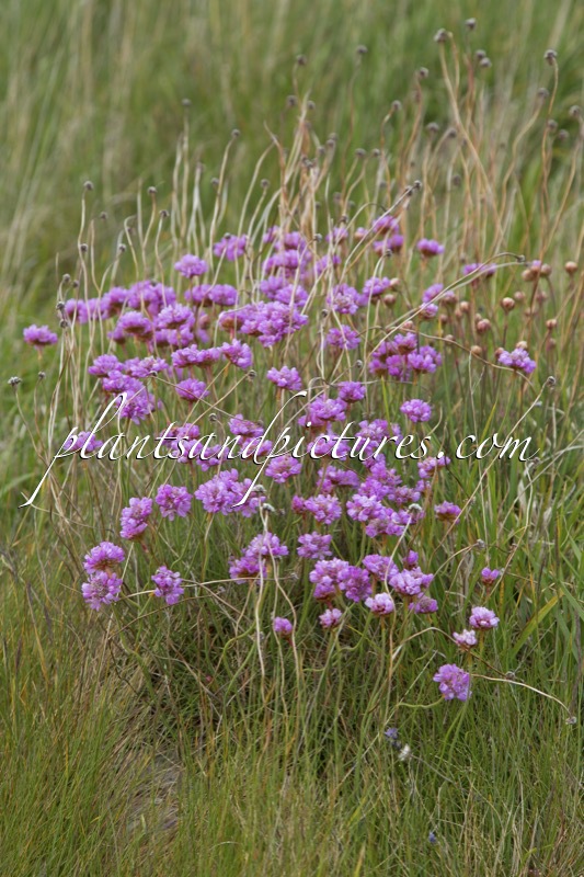 Armeria maritima