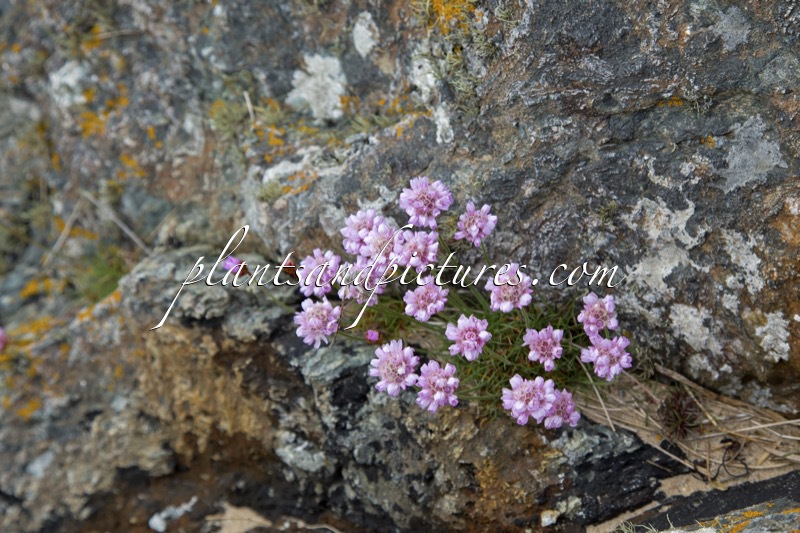 Armeria maritima