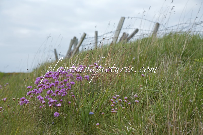 Armeria maritima