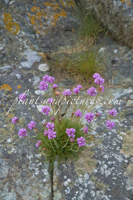 Armeria maritima