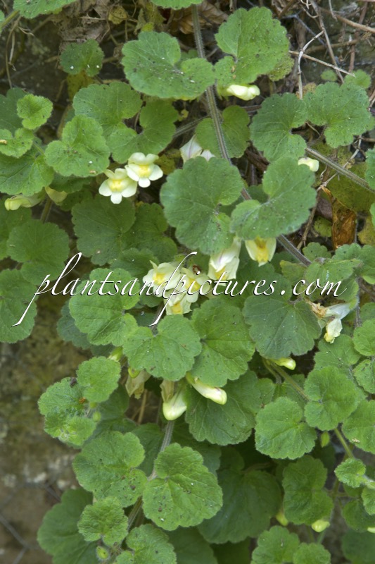 Asarina procumbens