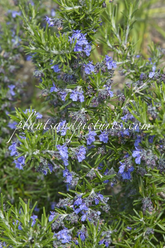 Rosmarinus officinalis ‘Fota Blue’