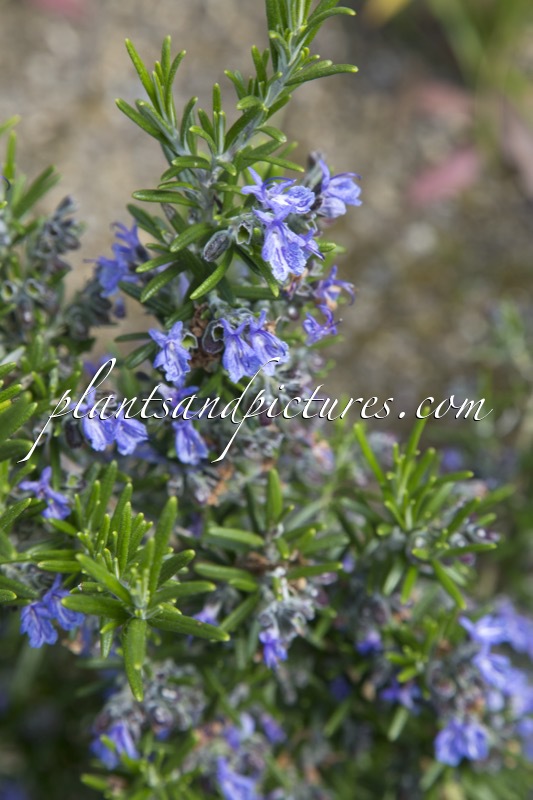 Rosmarinus officinalis ‘Fota Blue’
