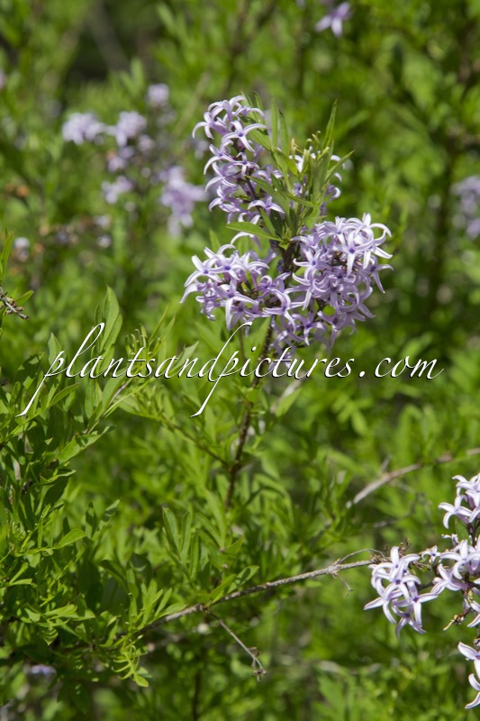 Syringa protolaciniata ‘Kabul’
