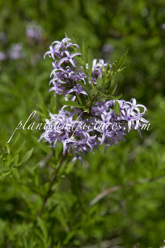 Syringa protolaciniata ‘Kabul’