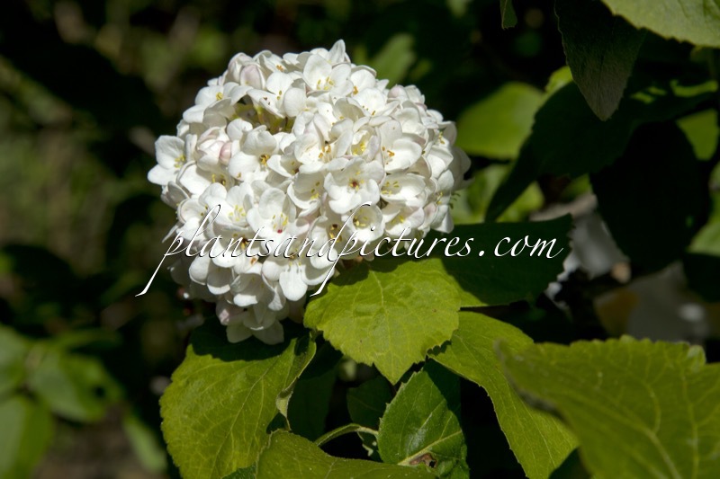 Viburnum carlesii ‘Charis’