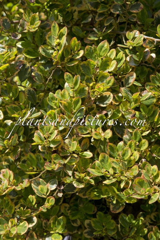 Azara integrifolia ‘Variegata’