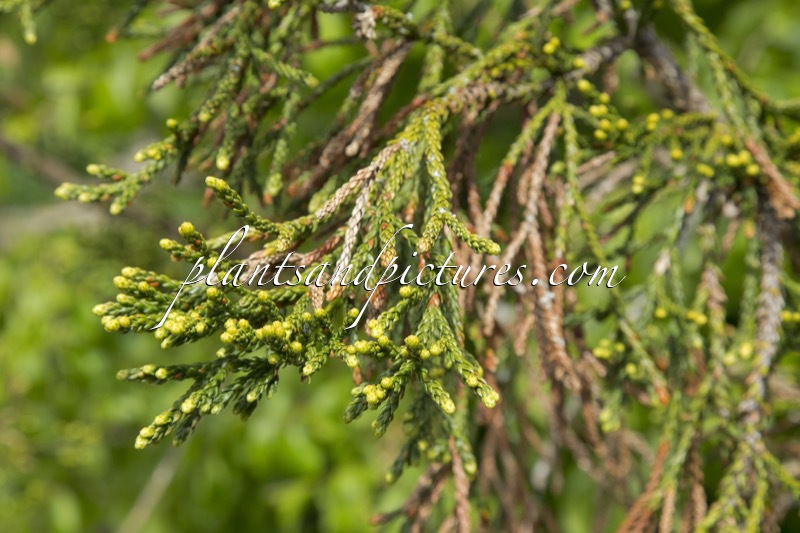 Athrotaxis laxifolia