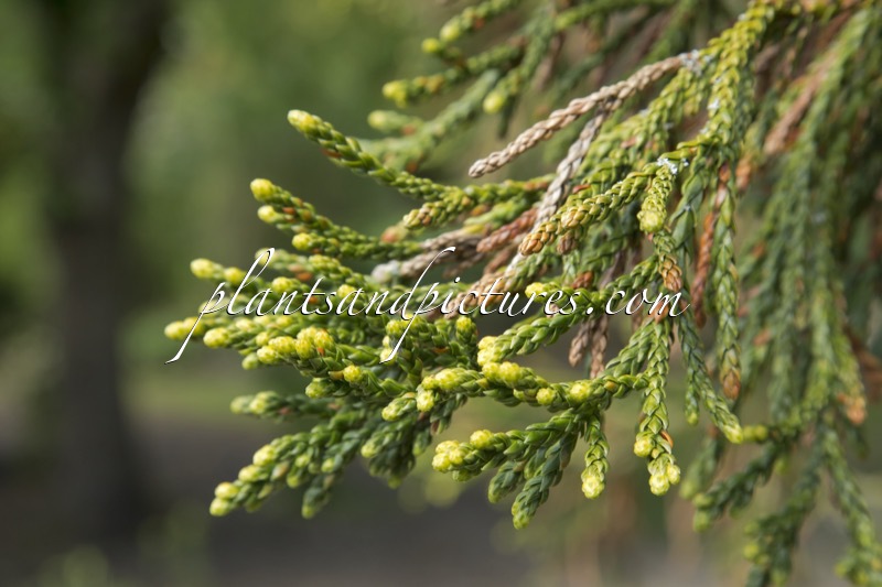 Athrotaxis laxifolia