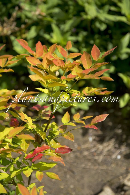 Mahonia wagneri ‘Moseri’