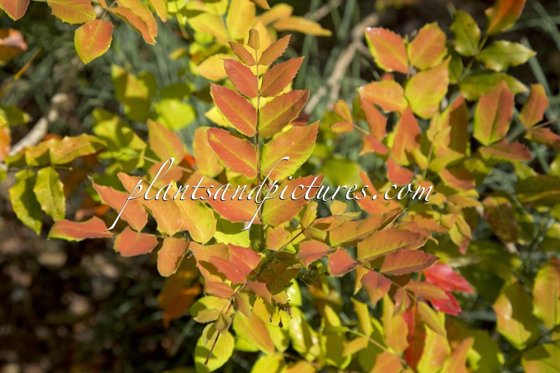 Mahonia wagneri ‘Moseri’