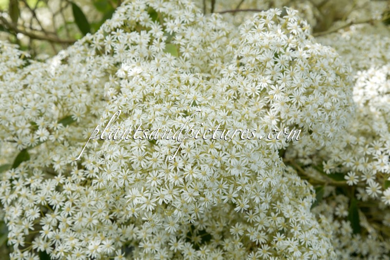 Olearia cheesemanii