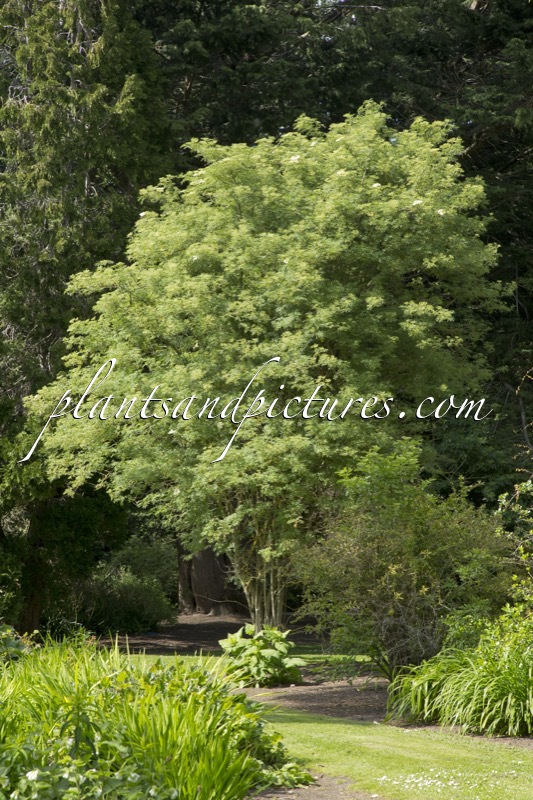 Sambucus nigra ‘Linearis’