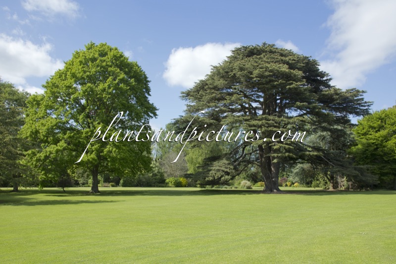 Quercus petraea (+Cedrus libani)