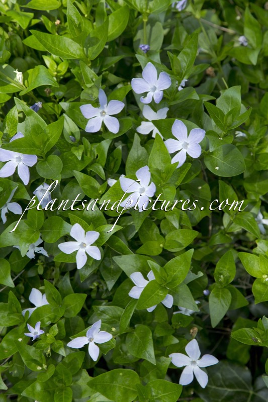 Vinca difformis