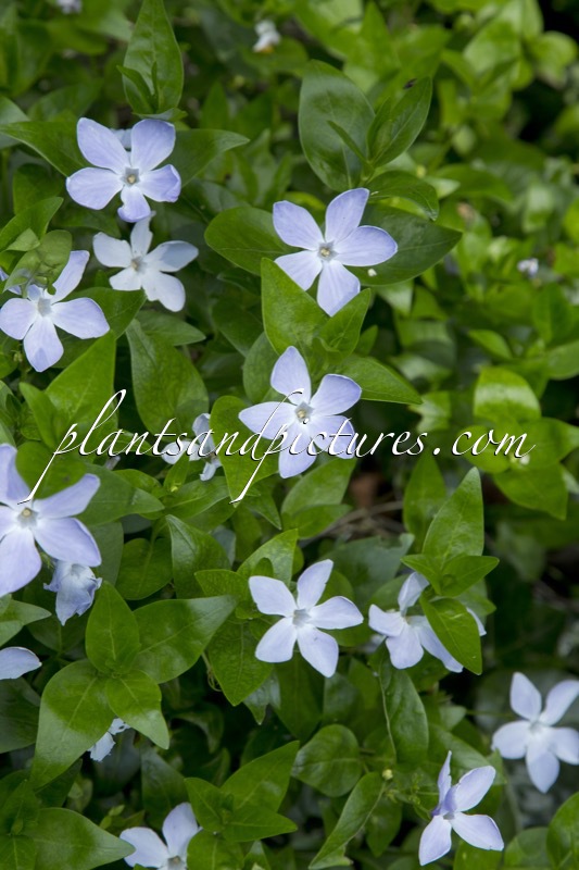 Vinca difformis