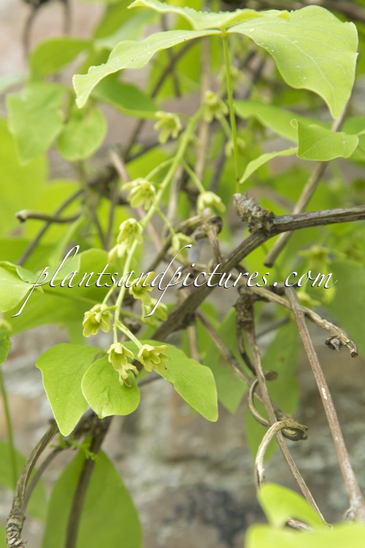 Sargentodoxa cuneata